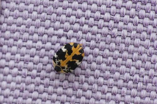 Réf. 231 694 : Anthrenus scrophulariae